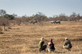 A walk in the bush 