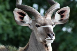 Kudu Bull, Kruger Park  by Flowcomm