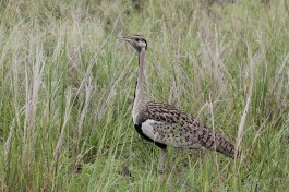 Black-bellied Bustard, Kruger Park  by Derek Keats