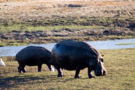 Hippo in Chobe  by Tim Copeland