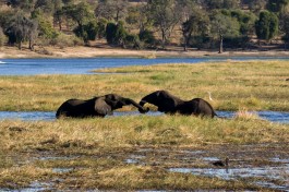 Elephant in Chobe  by Tim Copeland