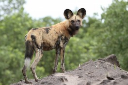 Savuti Wild Dog 