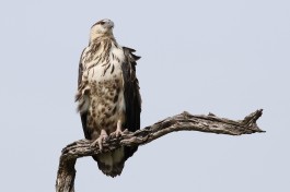African Fish Eagle  by Derek Keats
