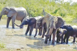 Happy family of elephant in Kruger  by Jack Wickes