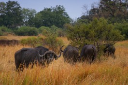 Cape Buffalo, Moremi  by Michael Jansen