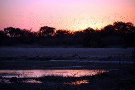 Sunset in Kruger Park  by Flowcomm