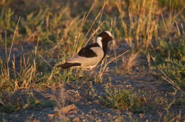 Birdlife in Savute  by Brian Gratwicke