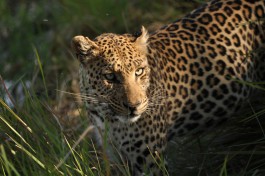 Leopard, Moremi  by Mathius