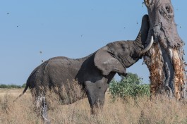 African Bush Elephant, Moremi  by Michael Jansen