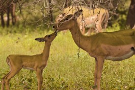 Impala in Kruger  by Jacky W