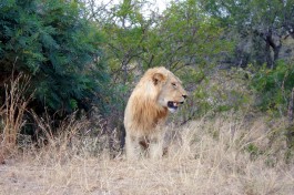 Lion in Kruger Park  by Terrance Franck