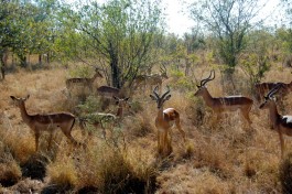 Impala in Kruger National Park  by John Mason