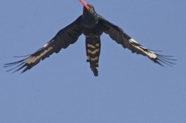 Green Woodhoopoe, Khwai  by Lip Kee