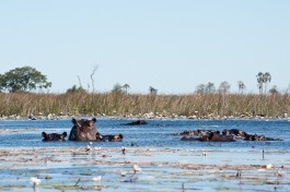 Okavango Delta  by Tomas Forgac