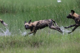 Wild Dog in Khwai  by Lip Kee
