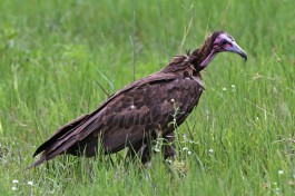 Hooded Vulture, Khwai  by Lip Kee