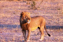 Lion at sunset, Kruger Park  by Violator1