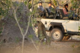 Leopard  