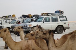 Afar dallol camels 