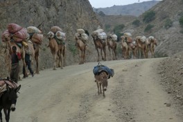 Camel caravan afar 