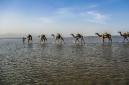 Danakil depression camels sunset lake  by Ian Swithinbank