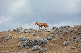 Ethiopian wolf  by Laika ac