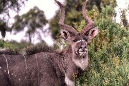 Mountain nyala in Bale Park  by Rod Waddington