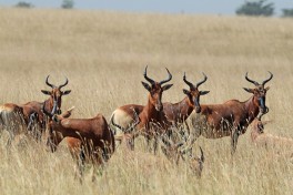 Swayne's Hartebeest  by Charles J Sharp