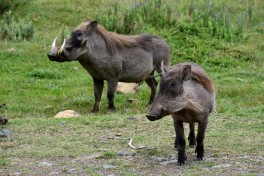 Warthogs  by Richard Mortel