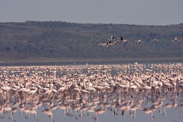 Pretty Flamingoes on Lake Nakuru  by Matthias Forster