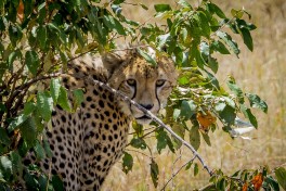 Cheetah in Masai Mara  by Esin ÃƒÂƒÃ‚ÂƒÃƒÂ‚Ã‚ÂƒÃƒÂƒÃ‚Â‚ÃƒÂ‚Ã‚ÂƒÃƒÂƒÃ‚ÂƒÃƒÂ‚Ã‚Â‚ÃƒÂƒÃ‚Â‚&Atilde