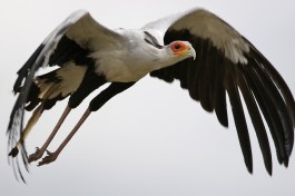 Secretary Bird  by Lip Kee