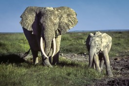 Mother & Child in Amboseli  by Ray in Manila