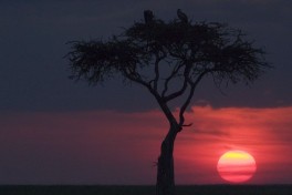 Sunset over Masai Mar  by Uzi Yachin