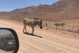 Lonely zebra 