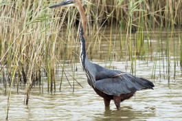 Birdlife at St Lucia  by Michael Mayer