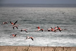 Flamingoes, Swakopmund  by Ragnhild&Neil Crawford