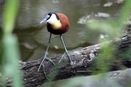 Birdlife in Kruger  by Flowcomm