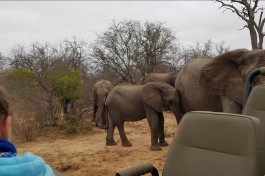 Elephant in Kruger 