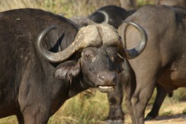 Buffalo in Kruger 