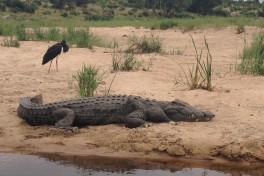 Crocodile in Kruger 