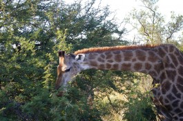 Giraffe in Kruger 