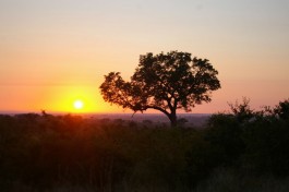 Kruger sunset 