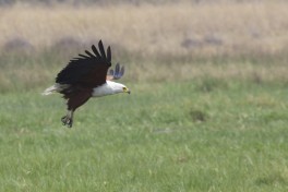 Fish Eagle, Makgadikgadi Pan  by Gregory 'Slobird' Smith