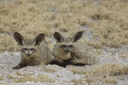 Bat-eared Fox, Central Kalahari  by Gregory 'Slobird' Smith