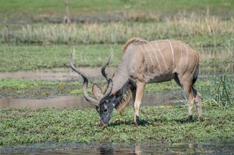 Greater Kudu, Makgadikgadi Pan  by Michael Jansen