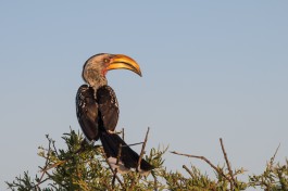Yellow-billed Hornbill, Makgadikgadi Pan  by Michael Jansen