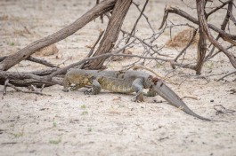 Nile Monitor, Makgadikgadi Pan  by Michael Jansen