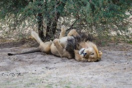 Black-mane Lion, Makgadikgadi Pan  by Michael Jansen