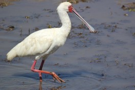 African Spoonbill  by Derek Keats